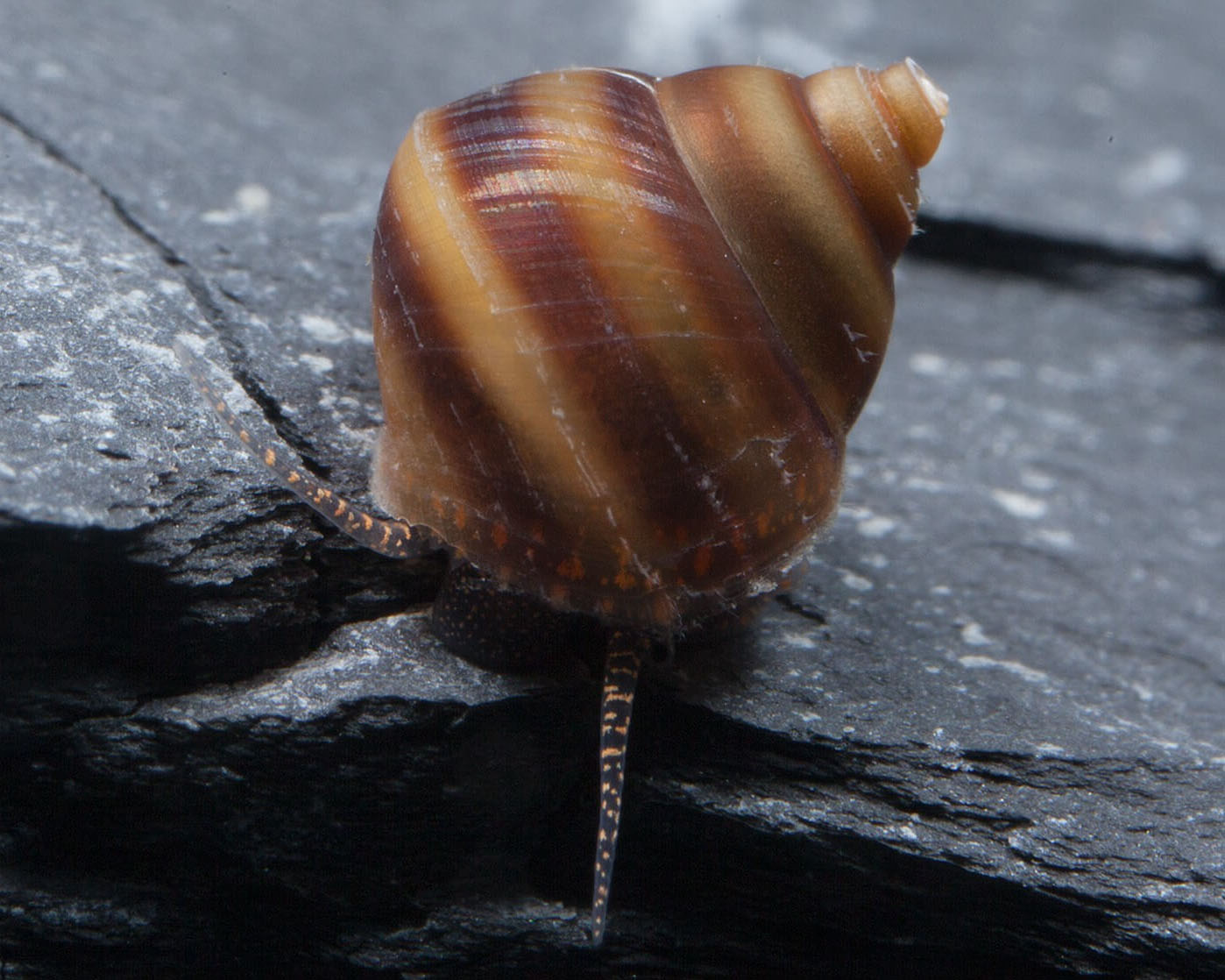Piano Snail (Taia naticoides)